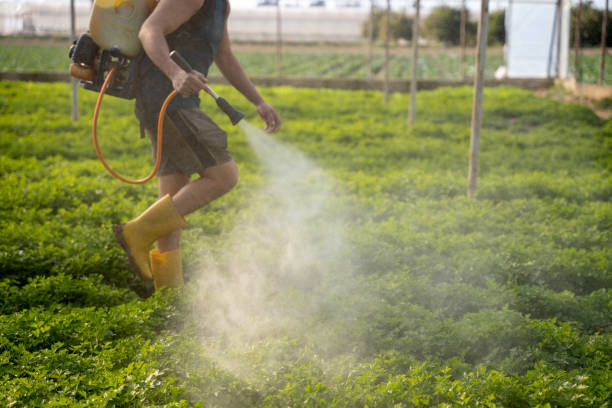 Best Emergency Pest Control  in Minden, LA