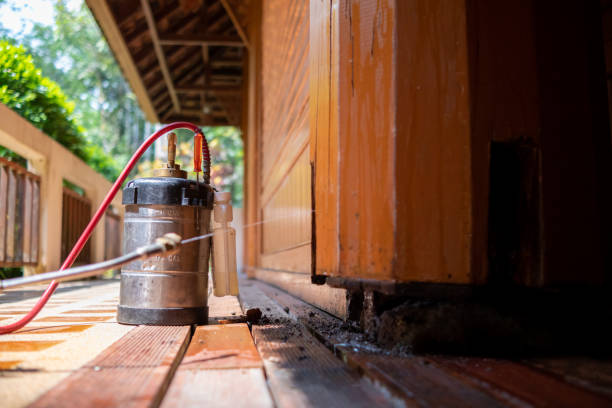 Best Local Pest Control Services  in Minden, LA