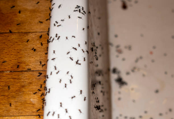 Best Termite Control Services  in Minden, LA