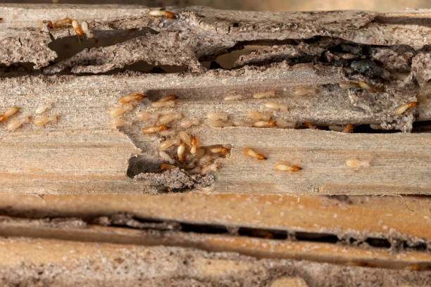 Best Affordable Pest Control Services  in Minden, LA