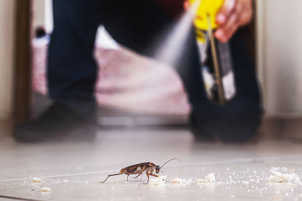 Best Rat Extermination Near Me  in Minden, LA